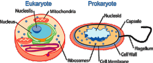 A comparison of eukaryote and prokaryote cell types