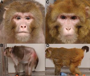 Appearance of Rhesus monkeys in old age (approximately 27.6 years). A and B show a typical control animal. C and D show an age-matched caloric restricted animal.
