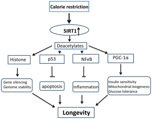 Sirtuins: from metabolic regulation to brain aging