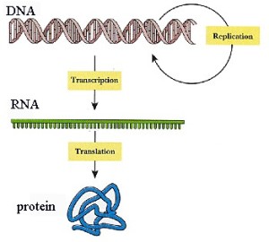 I10-11-DNAprotein