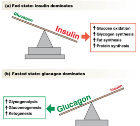 Image result for insulin glucagon see saw